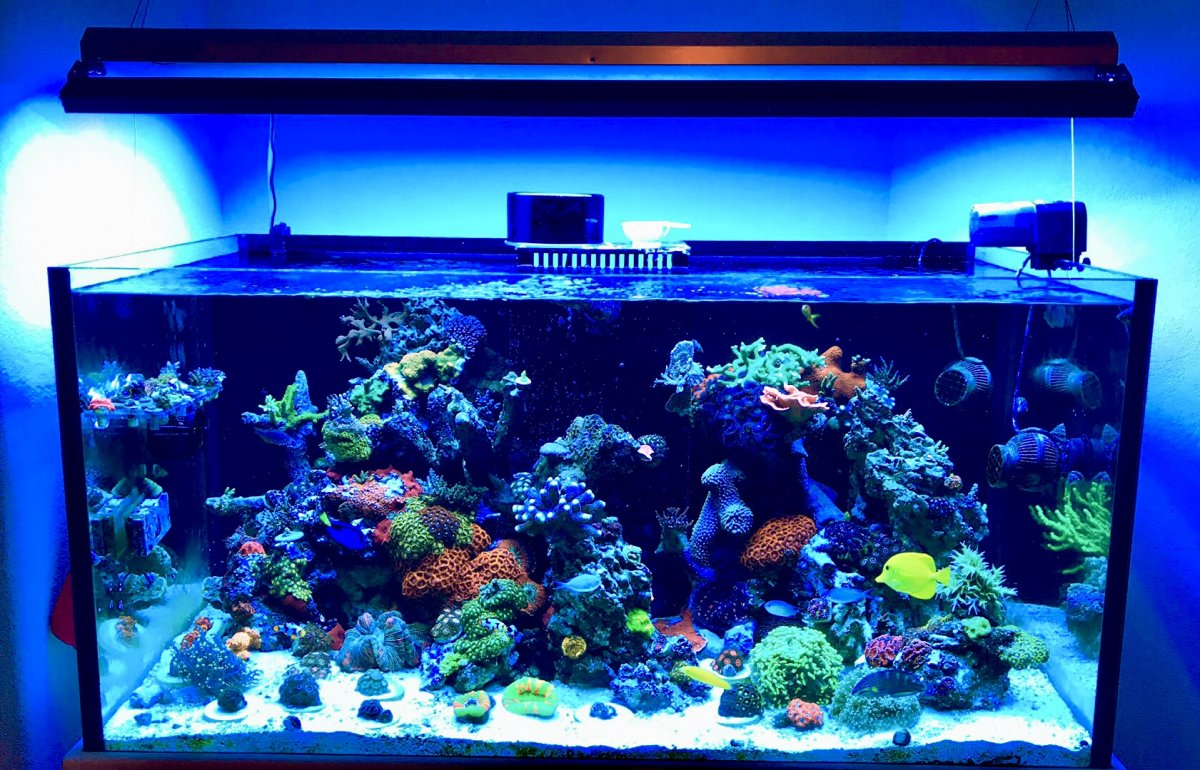 Reef tank setup for beginners