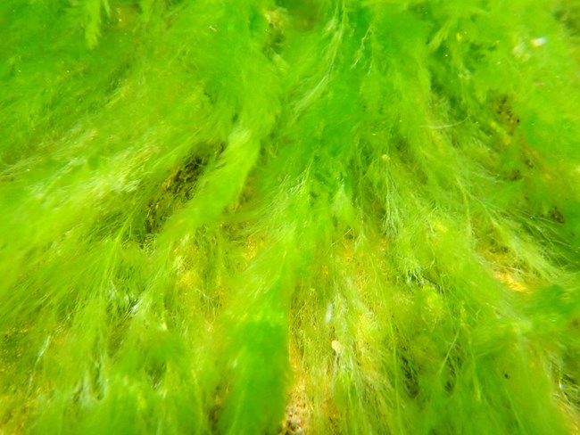 Green hair algae