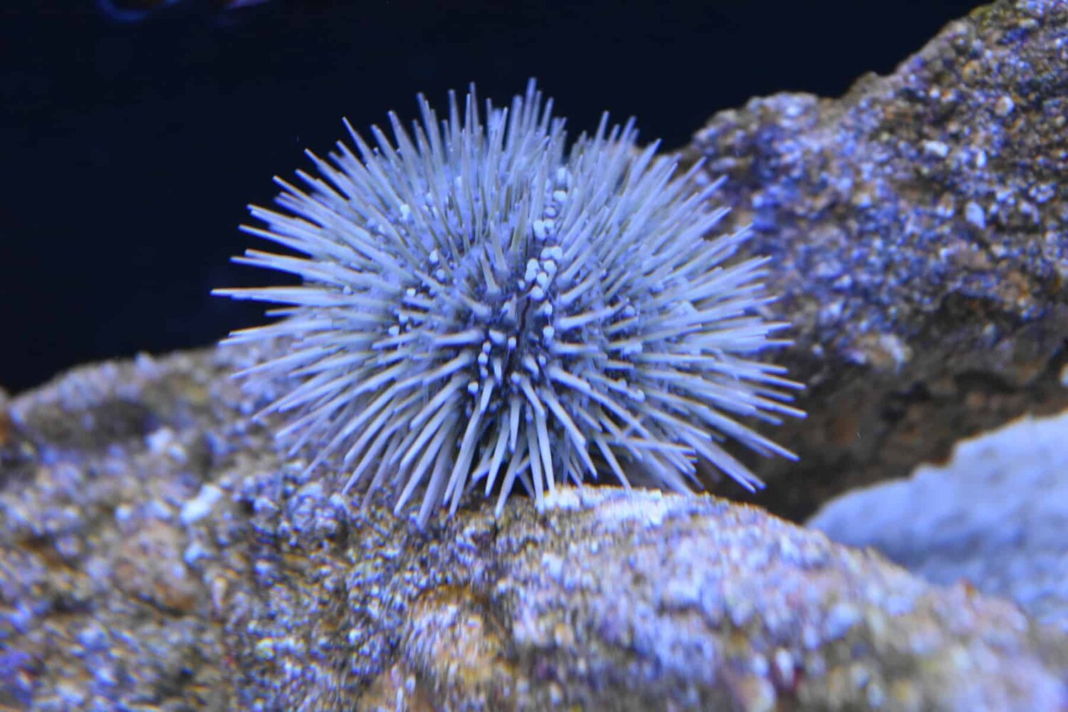 The Pincushion Urchin