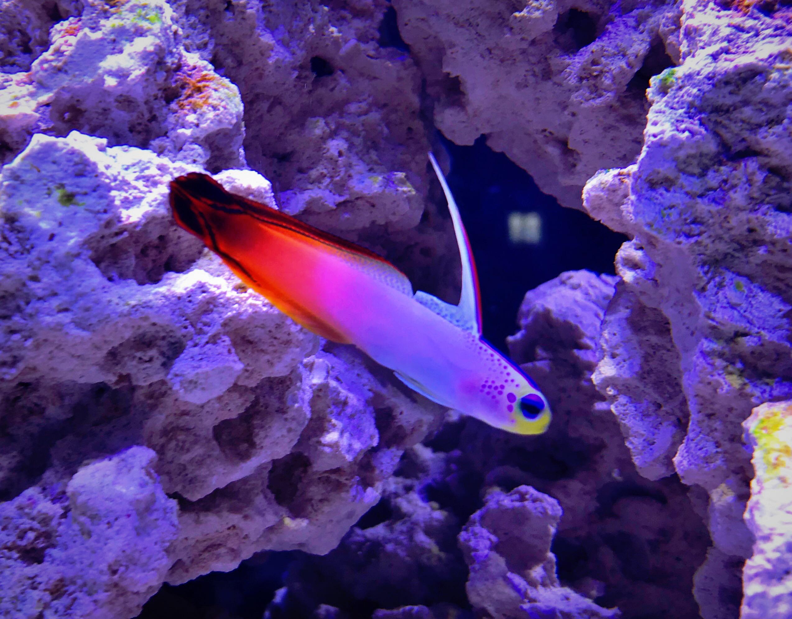 Beginner Reef Tank Fish(Videos)