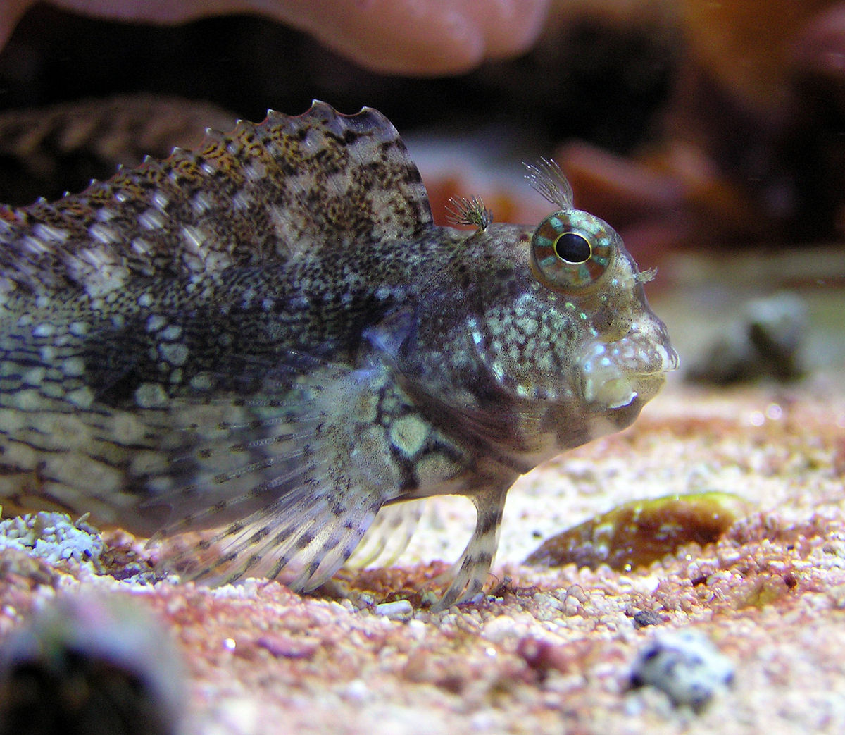Everything About The Lawnmower Blenny