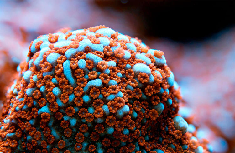 The Best Reef Tank SPS Corals(Videos)